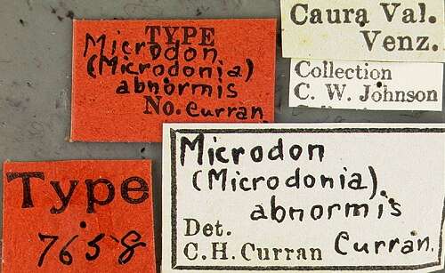 Image of Microdon abnormis Curran 1925