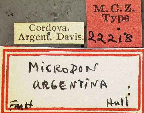 Image of Microdon argentinae Hull 1937