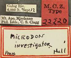 Imagem de Microdon investigator Hull 1937