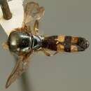 Image of <i>Rhysops quadrimaculata</i>