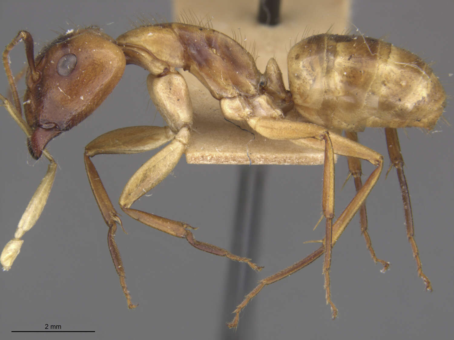 Image of Camponotus fumidus illitus Wheeler & Mann 1914