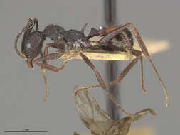 Image of Aphaenogaster relicta Wheeler & Mann 1914