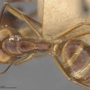Image of Camponotus fumidus fraterculus Wheeler & Mann 1914