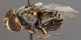 Слика од <i>Eristalis bequaerti</i> Hull