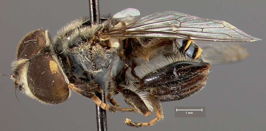 صورة <i>Eristalis bequaerti</i> Hull