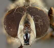 Image of <i>Eristalis bequaerti</i> Hull