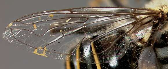 Image of <i>Eristalis bequaerti</i> Hull