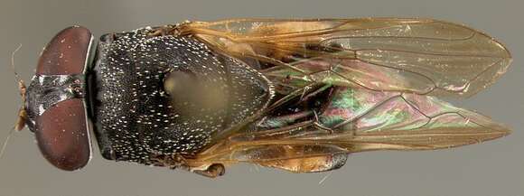 صورة Myolepta evansi Thompson 1968