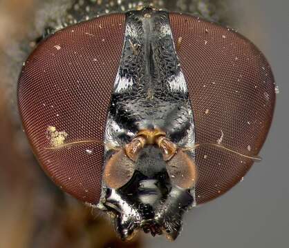 Image of Myolepta evansi Thompson 1968