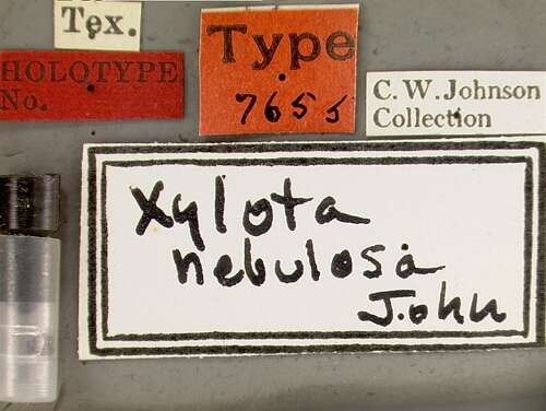 Image of Xylota nebulosa Johnson 1921