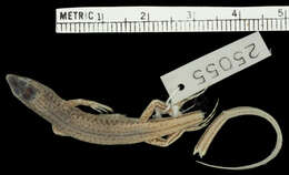 Image of Ctenotus brooksi brooksi (Loveridge 1933)