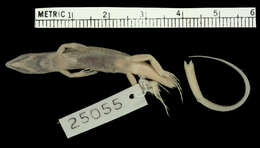 صورة Ctenotus brooksi brooksi (Loveridge 1933)