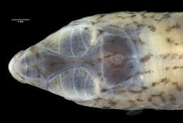 Image of Ctenotus brooksi brooksi (Loveridge 1933)