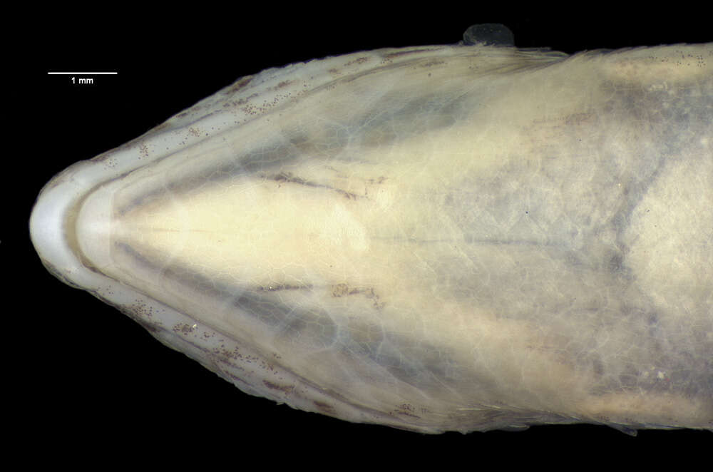 Image of Ctenotus brooksi brooksi (Loveridge 1933)