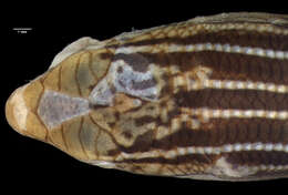 Image of Southern Mallee Ctenotus