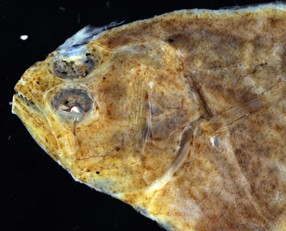 Image of Paralichthys