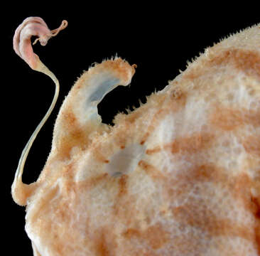 Image of Spitlure Frogfish