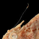 Image of <i>Antennarius corallinus</i>