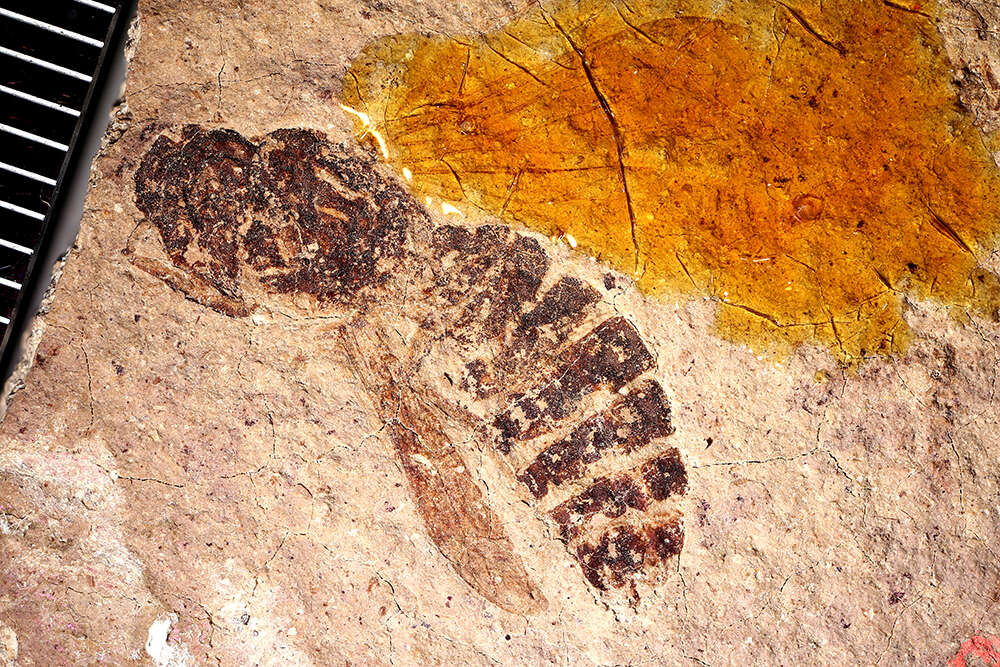 Image of Palaeovespa gillettei