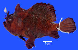 Image of Spitlure Frogfish