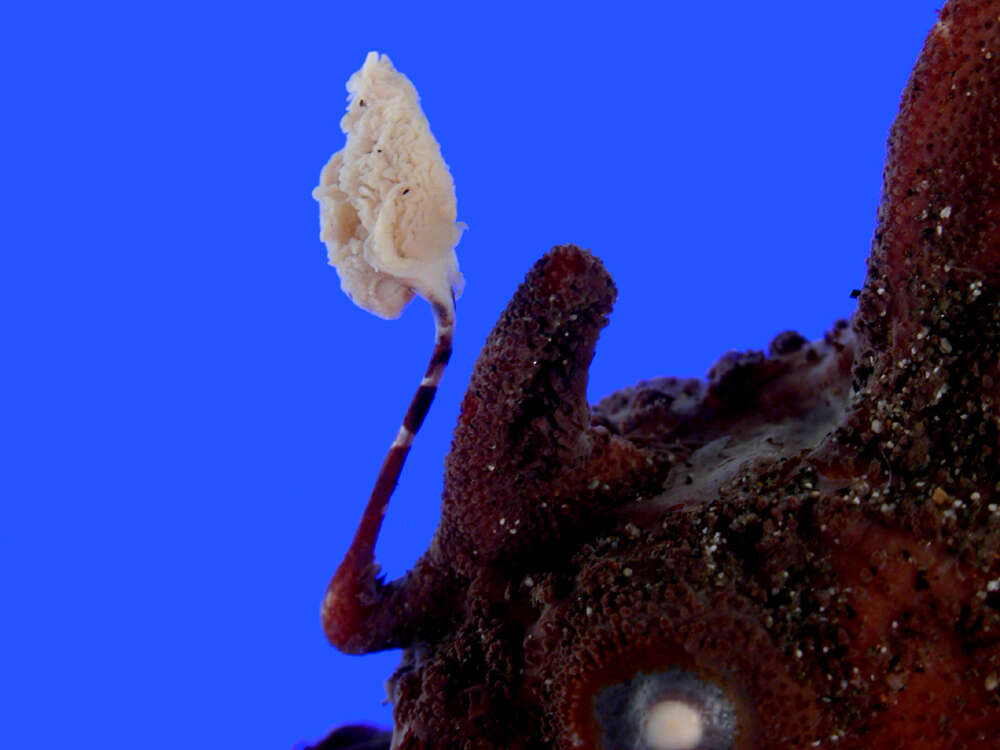 Image of Spitlure Frogfish