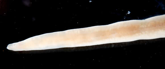 Image of Polystilifera