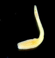 Image of Micrura chlorapardalis Schwartz & Norenburg 2005