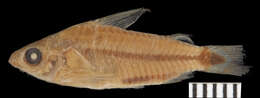 Imagem de Corydoras hastatus Eigenmann & Eigenmann 1888