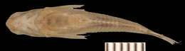 Image of Catfish