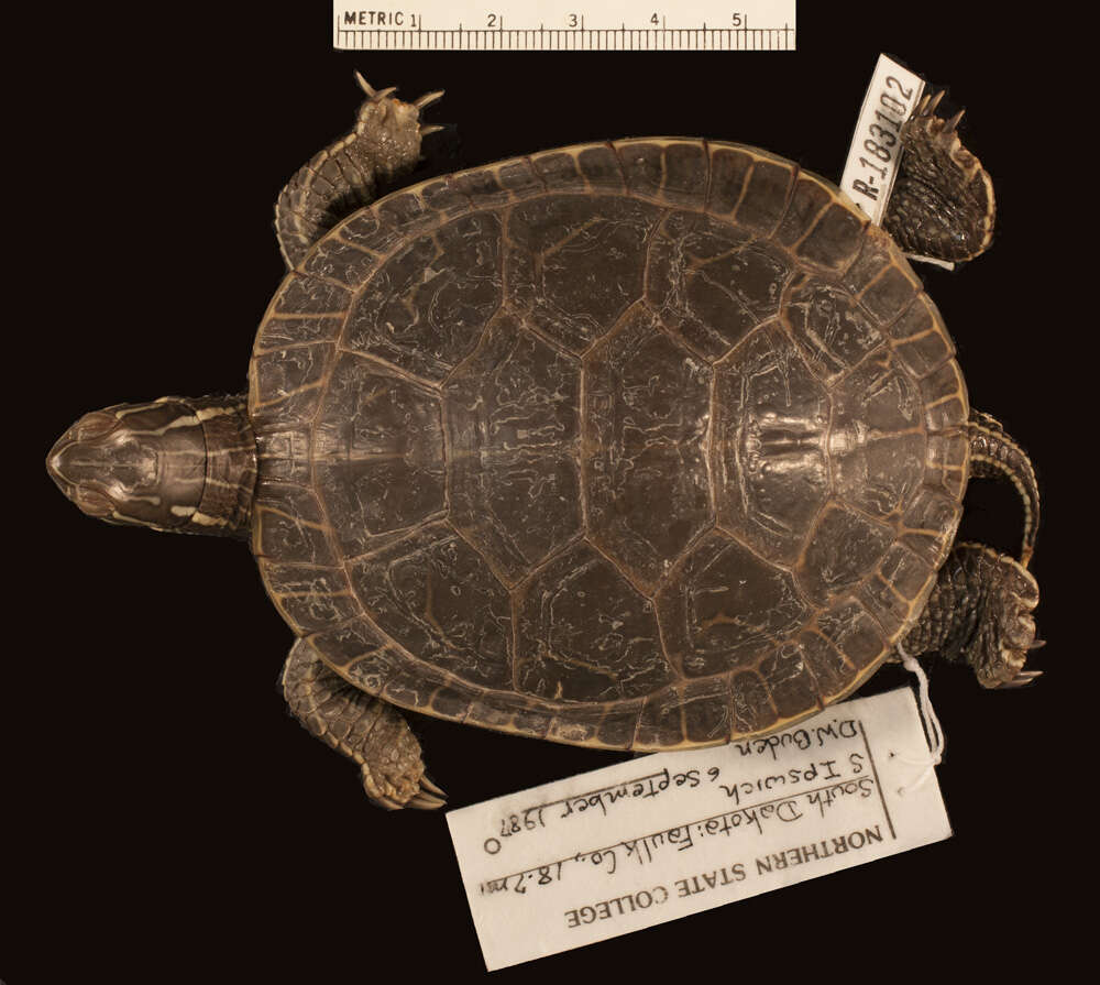 Image of Chrysemys picta bellii (Gray 1831)