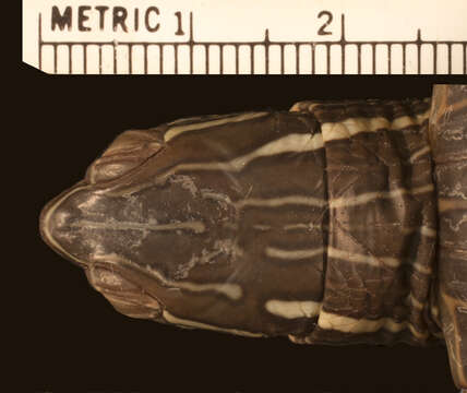 Image of Chrysemys picta bellii (Gray 1831)