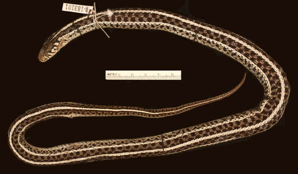 Image of Plains Garter Snake