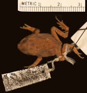 Image of Woodhouse's Toad