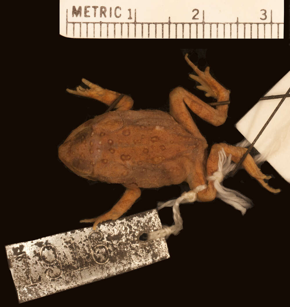 Plancia ëd Anaxyrus woodhousii (Girard 1854)