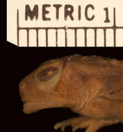 Image of Woodhouse's Toad