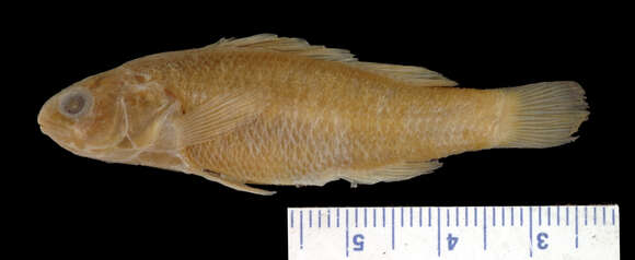 Image de Etheostoma pottsii (Girard 1859)