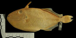 Image of Sargassum Triggerfish