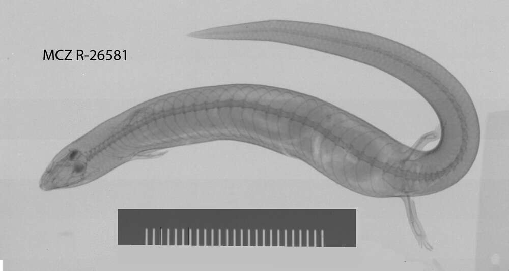 Image de Brachymeles pathfinderi Taylor 1925