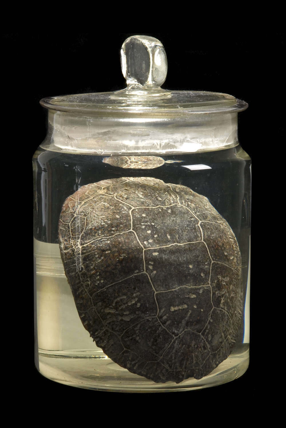 Image of Blanding's Turtle