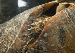 Image of Blanding's Turtle