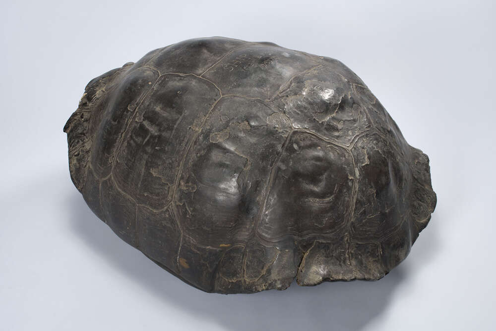 Image of Abingdon Island Giant Tortoise