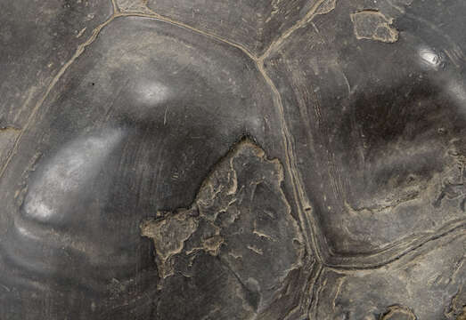 Image of Abingdon Island Giant Tortoise