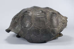 Image of Abingdon Island Giant Tortoise