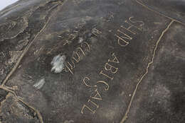 Image of Abingdon Island Giant Tortoise