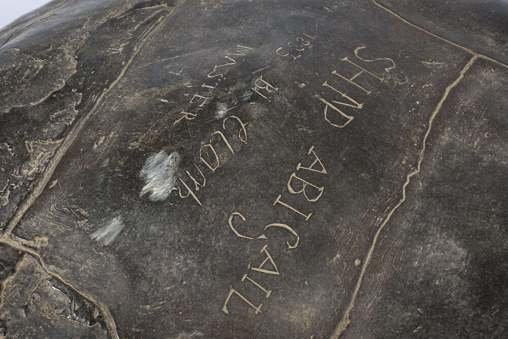 Image of Abingdon Island Giant Tortoise