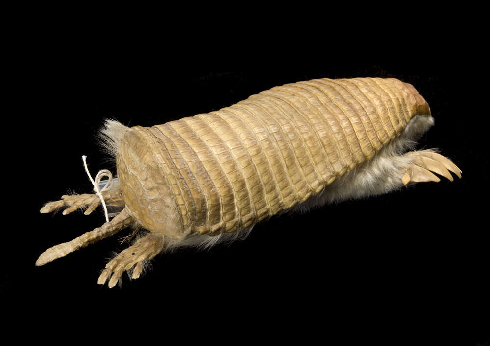 Image of Chlamyphorinae