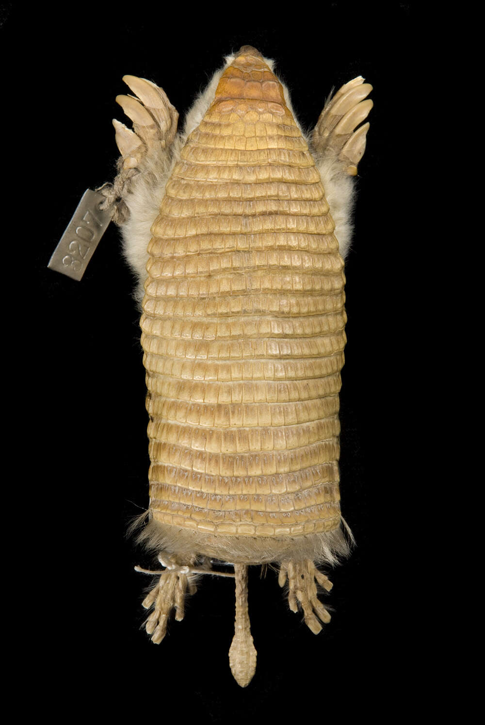 Image of Chlamyphorinae