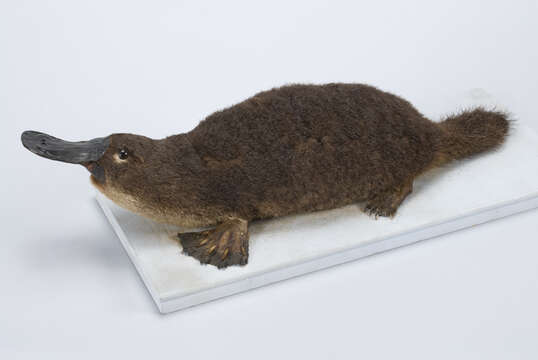 Image of Condylura cristata cristata (Linnaeus 1758)