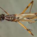 Image of Poecilotylus leucomelas Walker 1853