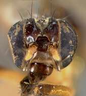 Image of Poecilotylus leucomelas Walker 1853